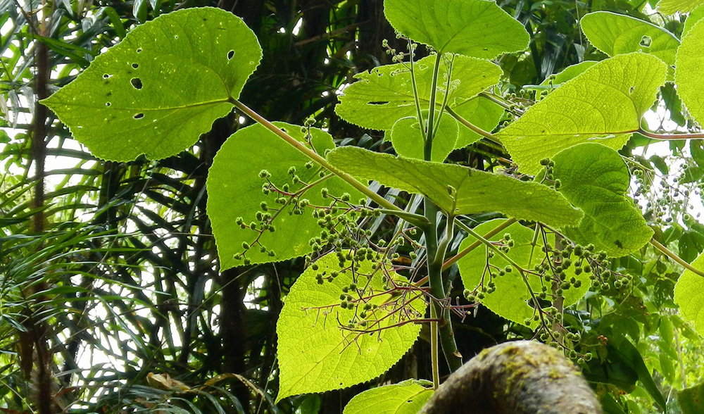 Un árbol de Australia entre los más venenosos del mundo – Nuestroclima