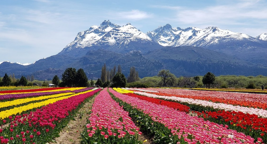 La Patagonia embellecida por los tulipanes de octubre Nuestroclima
