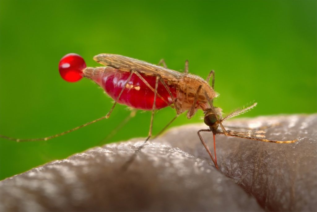 Los mosquitos son atraídos por el color rojo