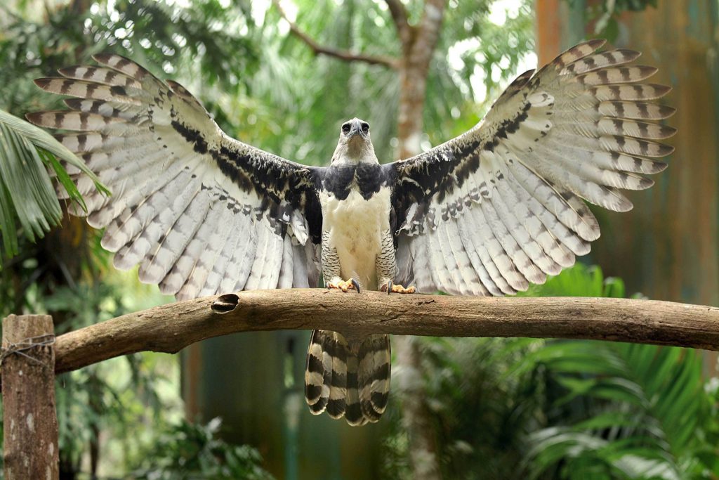 Águila arpía, un ave de tamaño descomunal – Nuestroclima