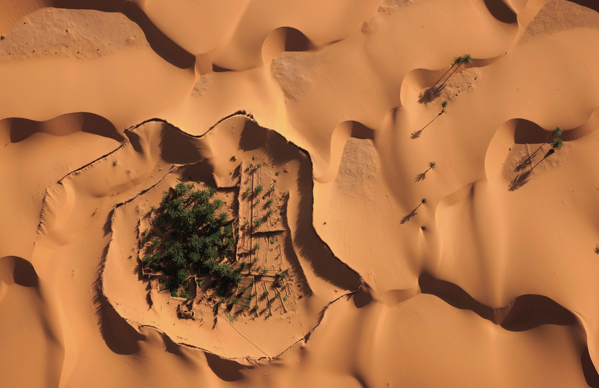 Más de 1800 millones de árboles ocultos en el Desierto del Sahara –  Nuestroclima