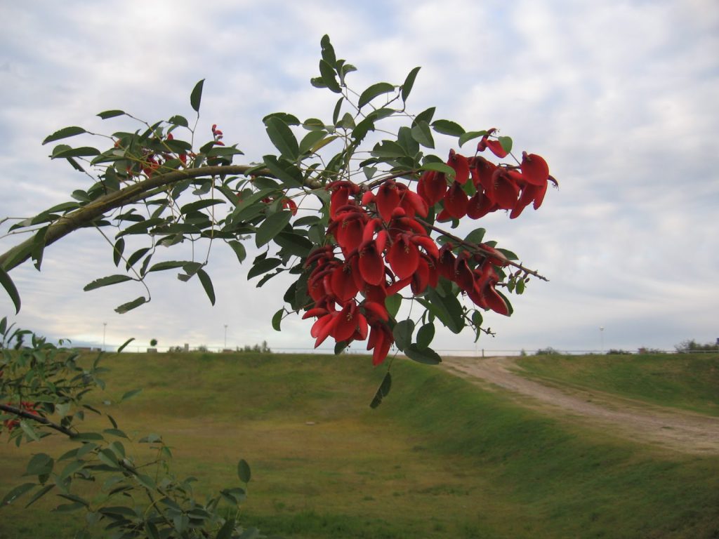 22 de Noviembre – Día de la Flor Nacional (El Ceibo) – Nuestroclima