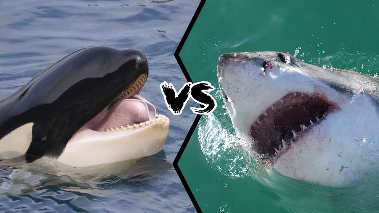 Белая акула против. Касатка vs белая акула. Акула Касатка МЕГАЛОДОН. Касатка против белой акулы. Orca vs White Shark.
