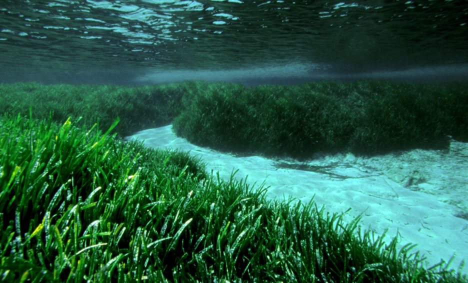 Las praderas que extraen plástico del mar y lo devuelven a tierra firme