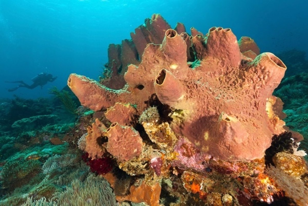 Esponjas en un desierto marino