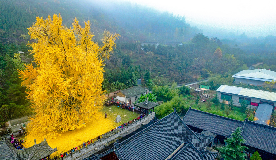 Un océano dorado en otoño creado por un árbol