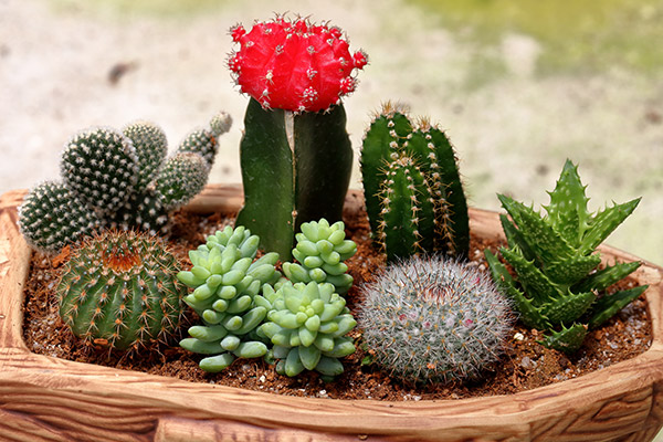proteccion presupuesto autor Cómo cuidar tus cactus – Nuestroclima