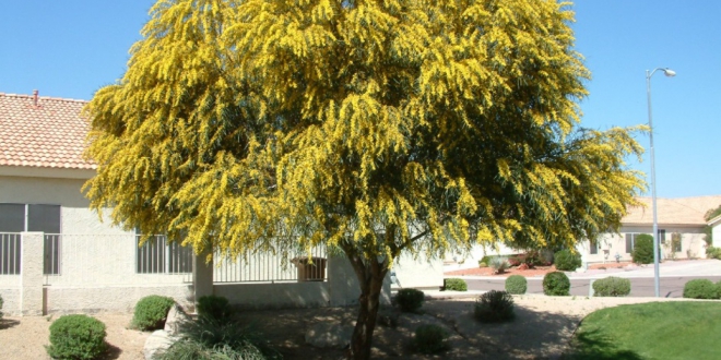 Árboles resistentes al invierno – Nuestroclima