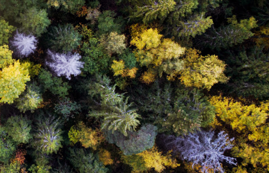 Un país plantará 3.000 millones de árboles para eliminar el carbono en 2050