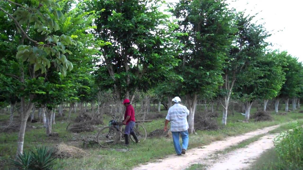 Este árbol mexicano podría contribuir a frenar la hambruna por sus grandes propiedades