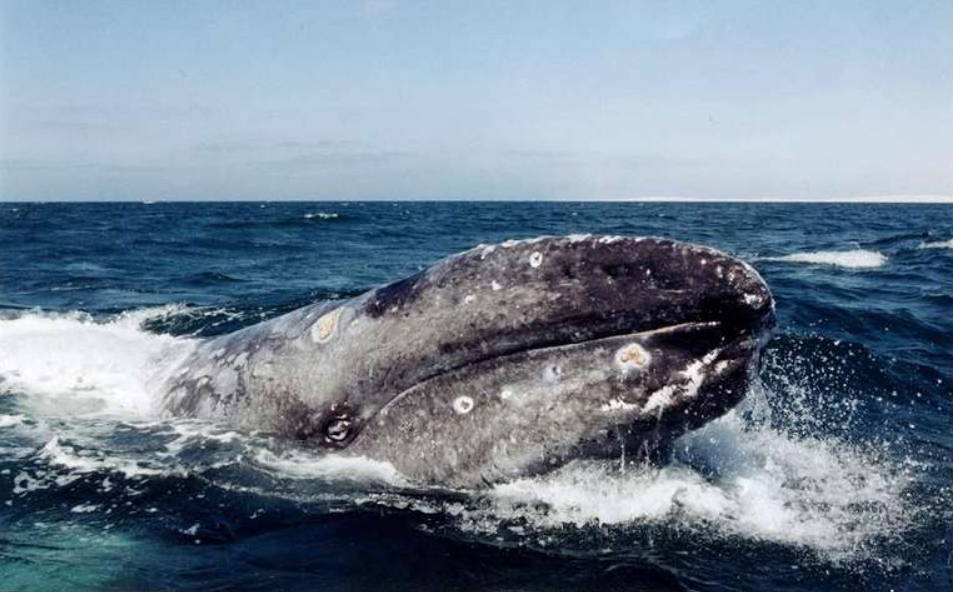 Sabían qué una ballena puede consumir más de tres millones de microplásticos por día