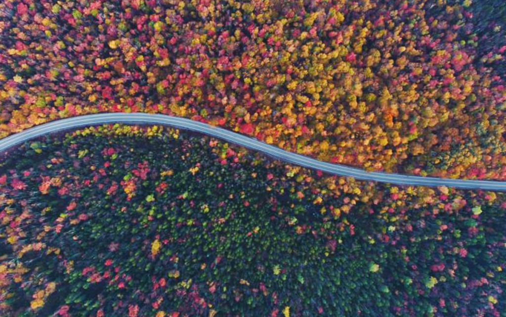 La rápida muerte de los bosques causa alarma en el mundo