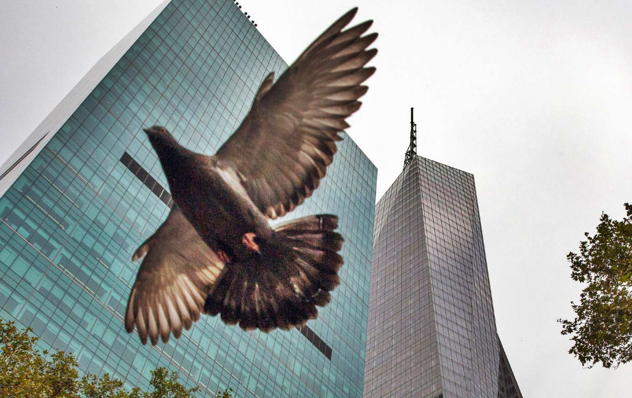 La masiva desaparición de aves en el mundo dejan al descubierto los cambios en el planeta