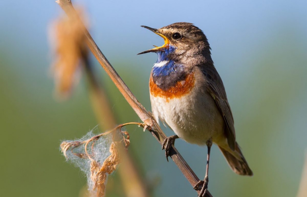 ¿Cómo emiten su canto los pájaros?