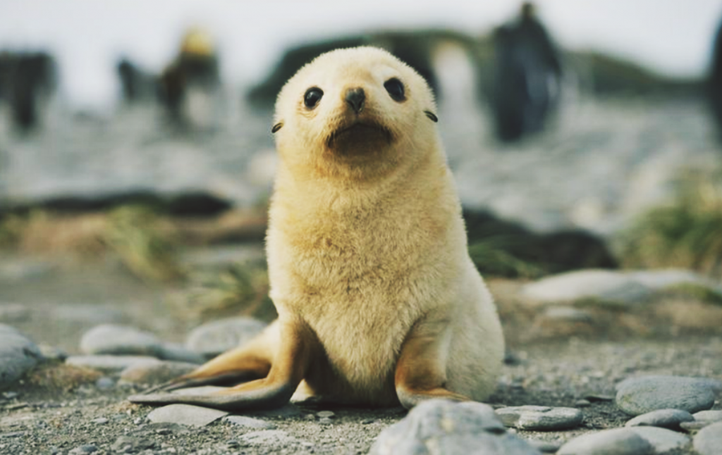 18 с животными. Fur Seal pup.