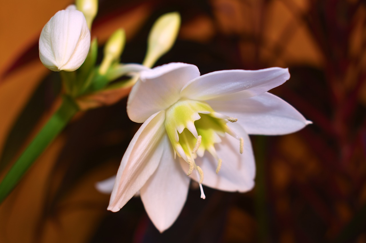 10 flores blancas para decorar tu casa – Nuestroclima