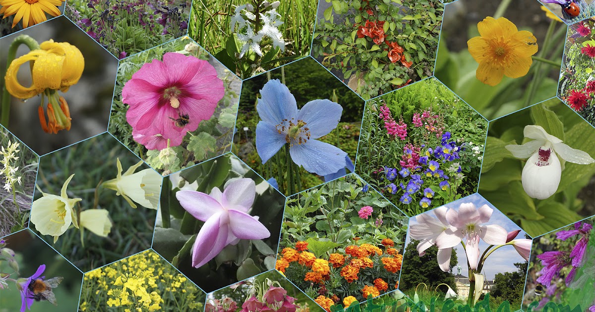 Feliz Primavera! te mostramos las plantas nativas que tienen las flores más  lindas – Nuestroclima
