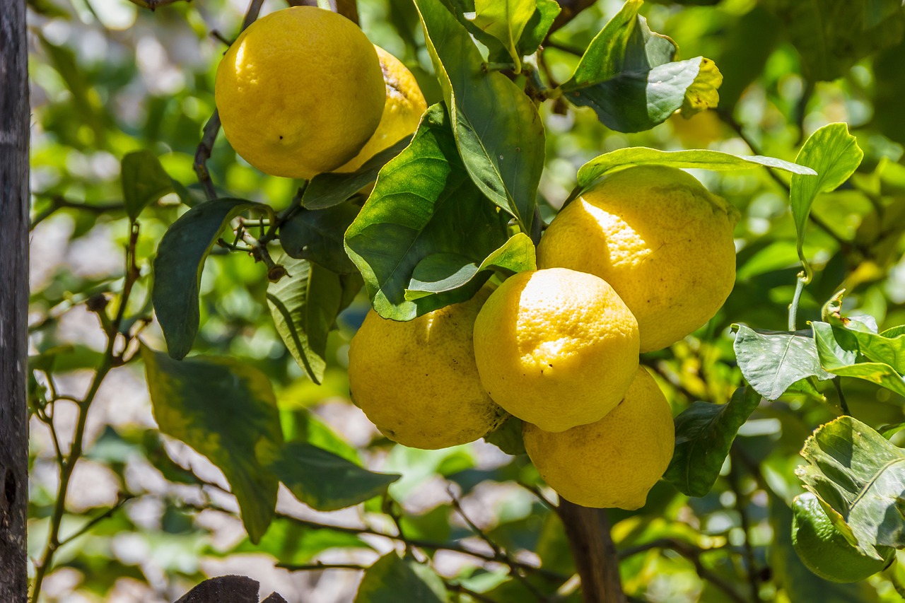 Limonero en maceta: cuidados de este árbol frutal – Nuestroclima