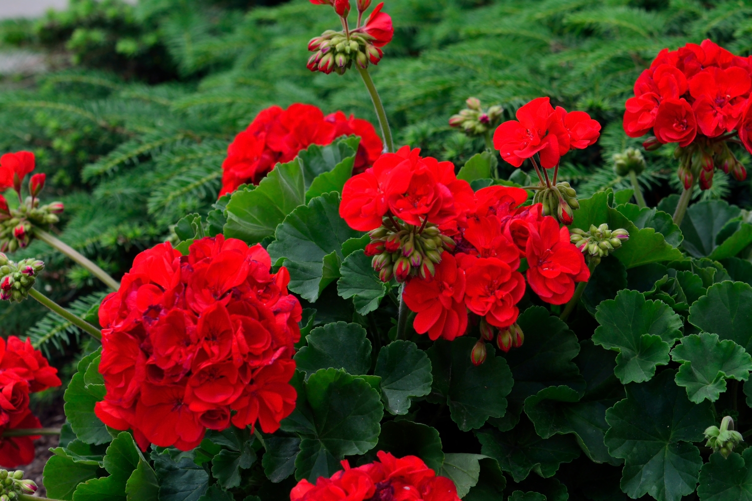 ¿Cuáles son las plantas ideales para estar al sol?