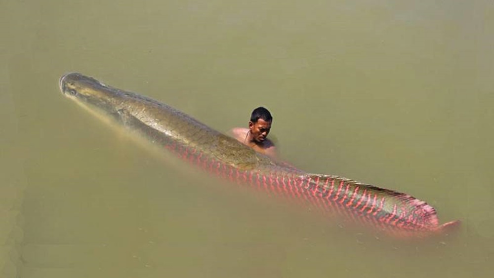 El pez de río más grande del mundo habita en el Amazonas – Nuestroclima