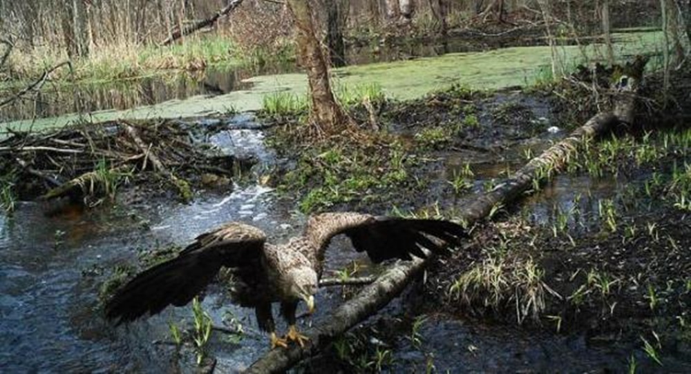 Chernóbil es la cuna de estas águilas que se pensaban extintas –  Nuestroclima