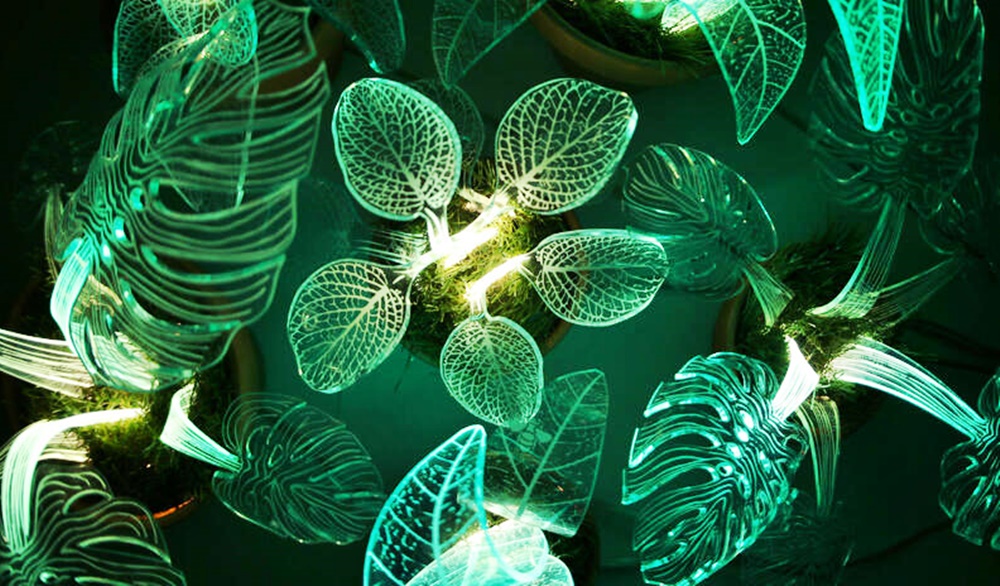 Conocé las plantas que brillan en la oscuridad – Nuestroclima