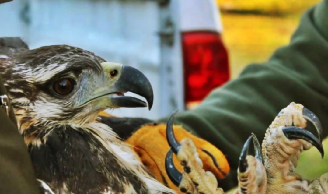 Nacimiento de pichones de águila coronada en Mendoza – Nuestroclima