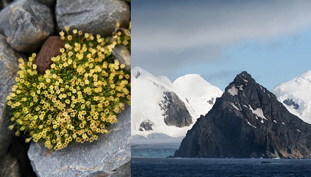 La Antártida registra el crecimiento de la vegetación de manera acelerada –  Nuestroclima