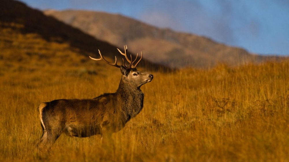 Ciervo Colorado, un gran ejemplar