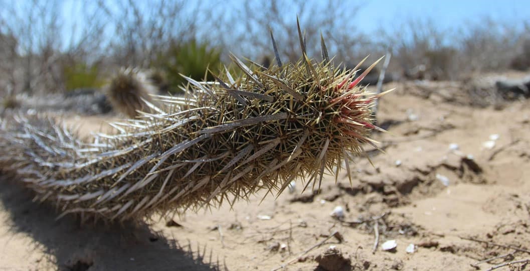 Este cactus parece un gusano que camina