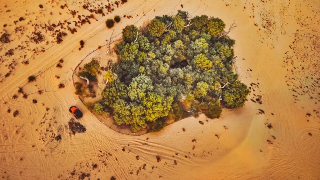 Arabia Saudita planea crear un bosque en medio del desierto – Nuestroclima