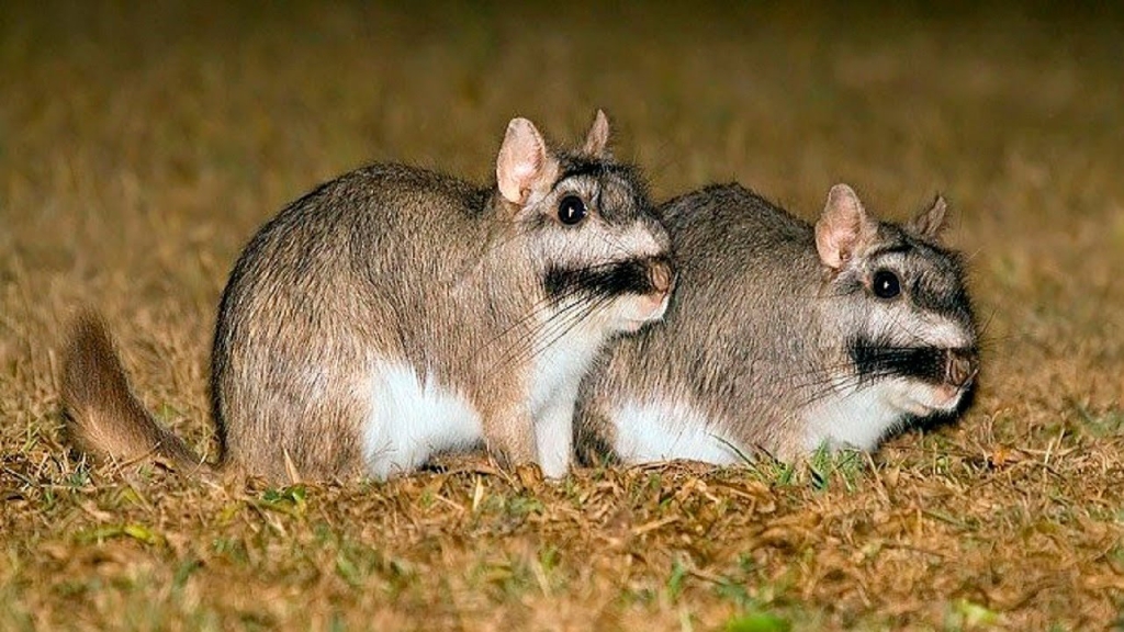 La Vizcacha, un gran roedor